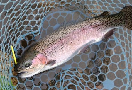 久しぶりのフィシングパーク高島の泉